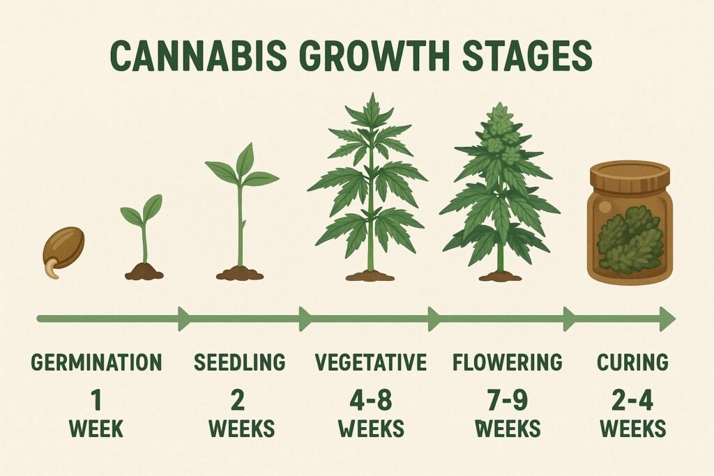 Cannabis growth stages timeline from seed germination to harvest and curing