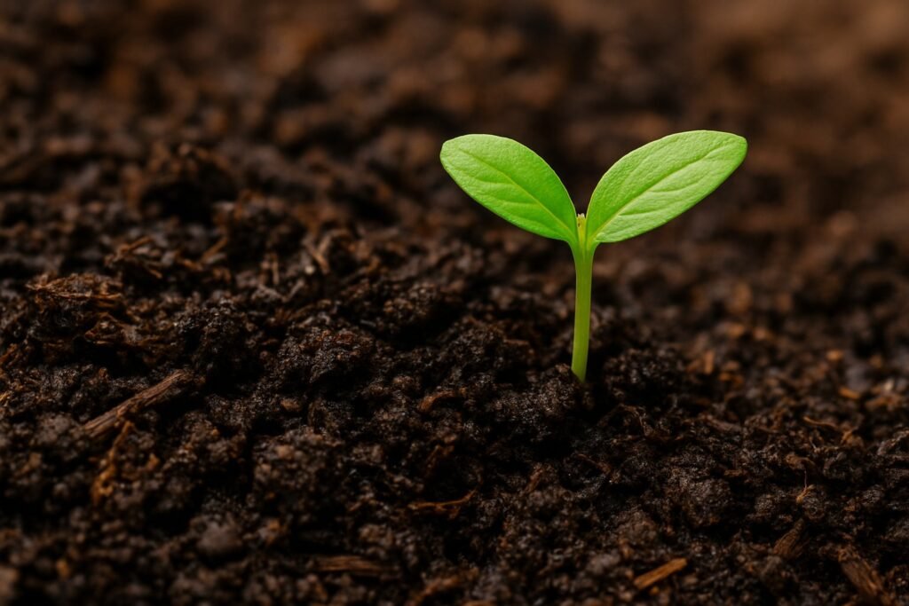 Close up of cannabis seedling sprouting in organic super soil mix with compost and worm castings