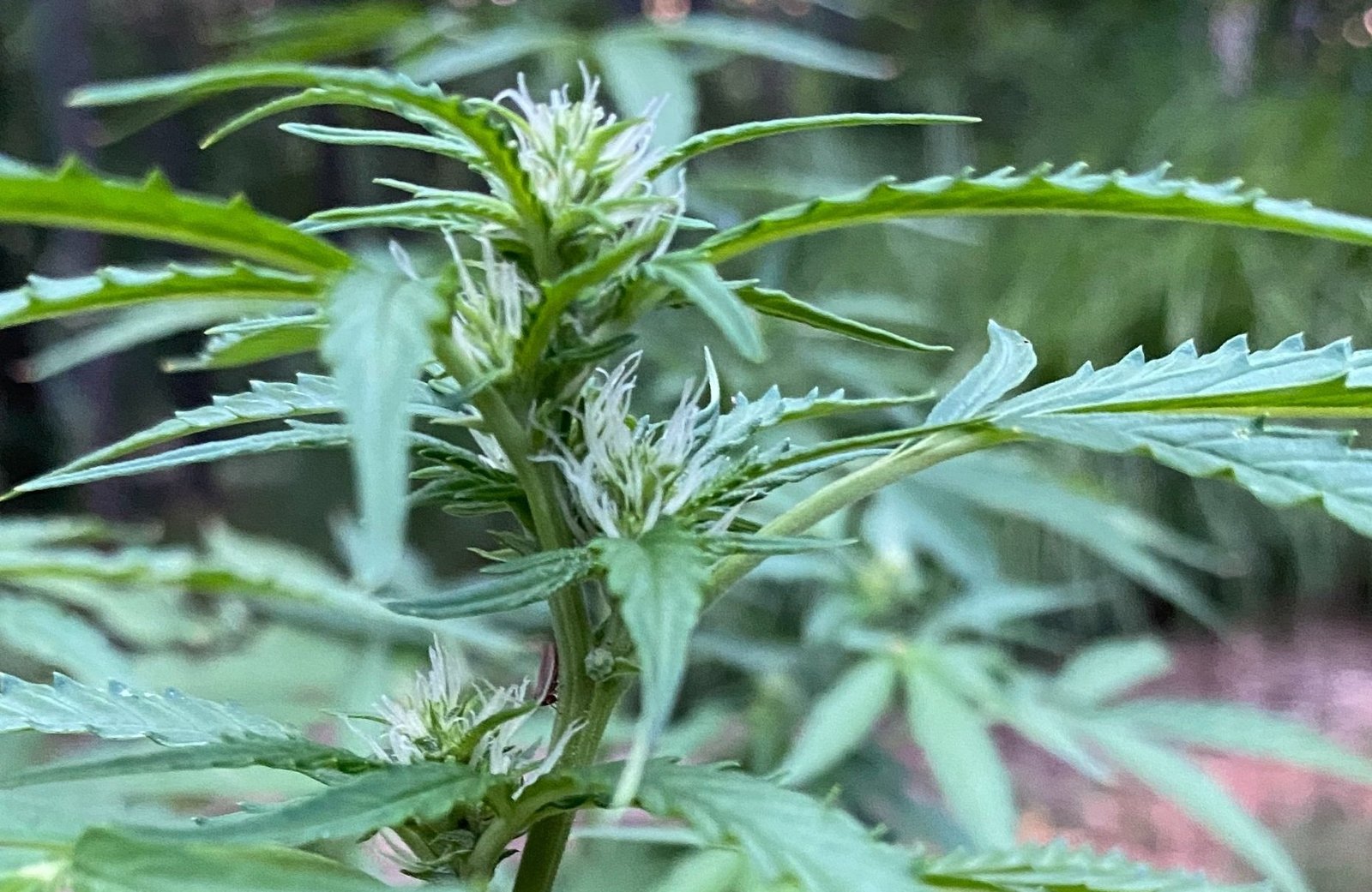 Flowering Weed Plant