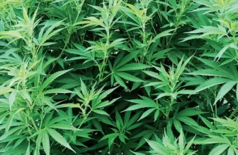 Growing Medicinal Hemp