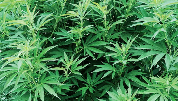 Growing Medicinal Hemp