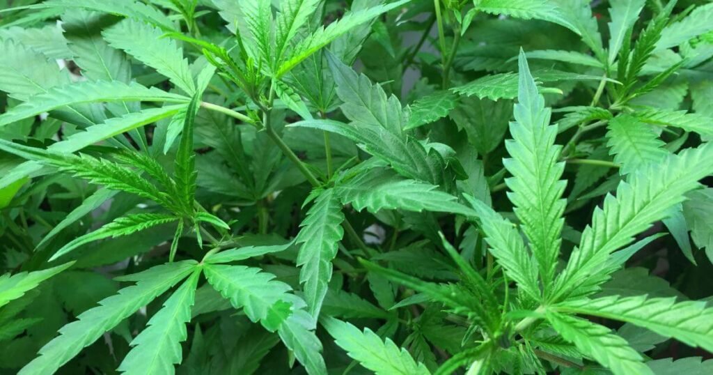Growing Weed Outdoors: A Comprehensive Guide to Healthy, High-Yield Cannabis Plants