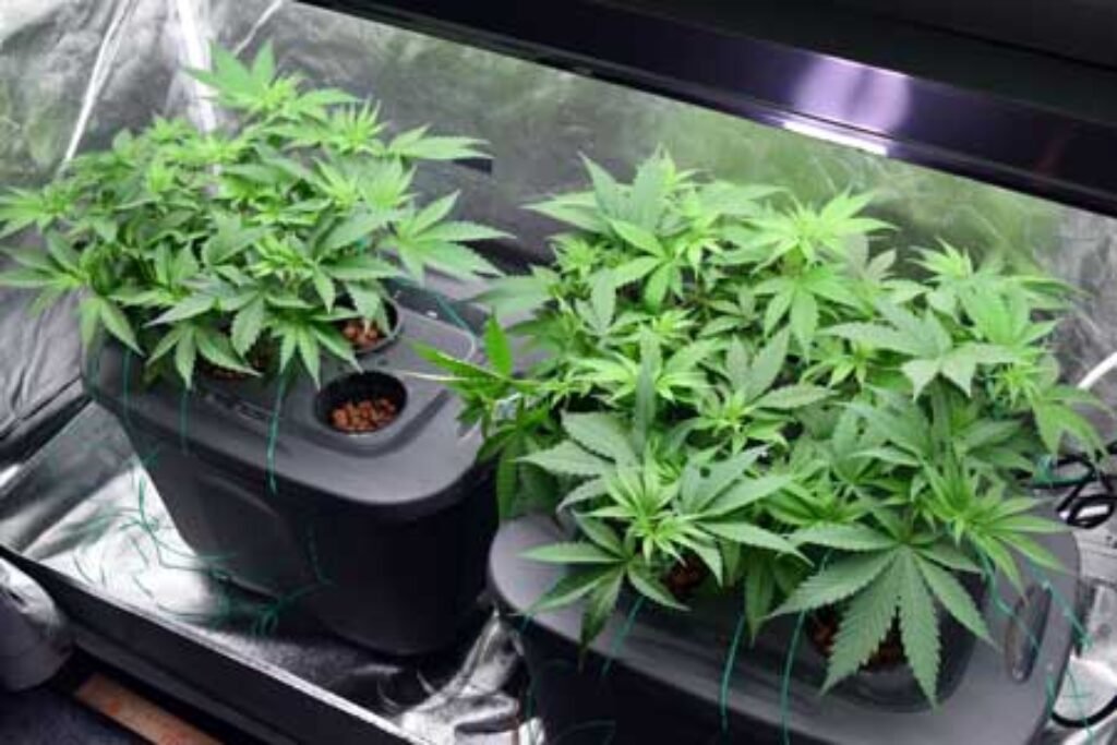 How to Grow Hydro Weed Plants Indoors: Complete Hydroponic Cannabis Setup Guide How to Grow Hydro Weed Plants Indoors: Complete Hydroponic Cannabis Setup Guide