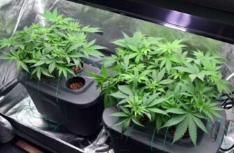 How to Grow Hydro Weed Plants Indoors