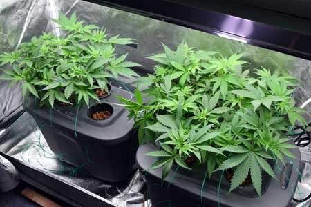 How to Grow Hydro Weed Plants Indoors