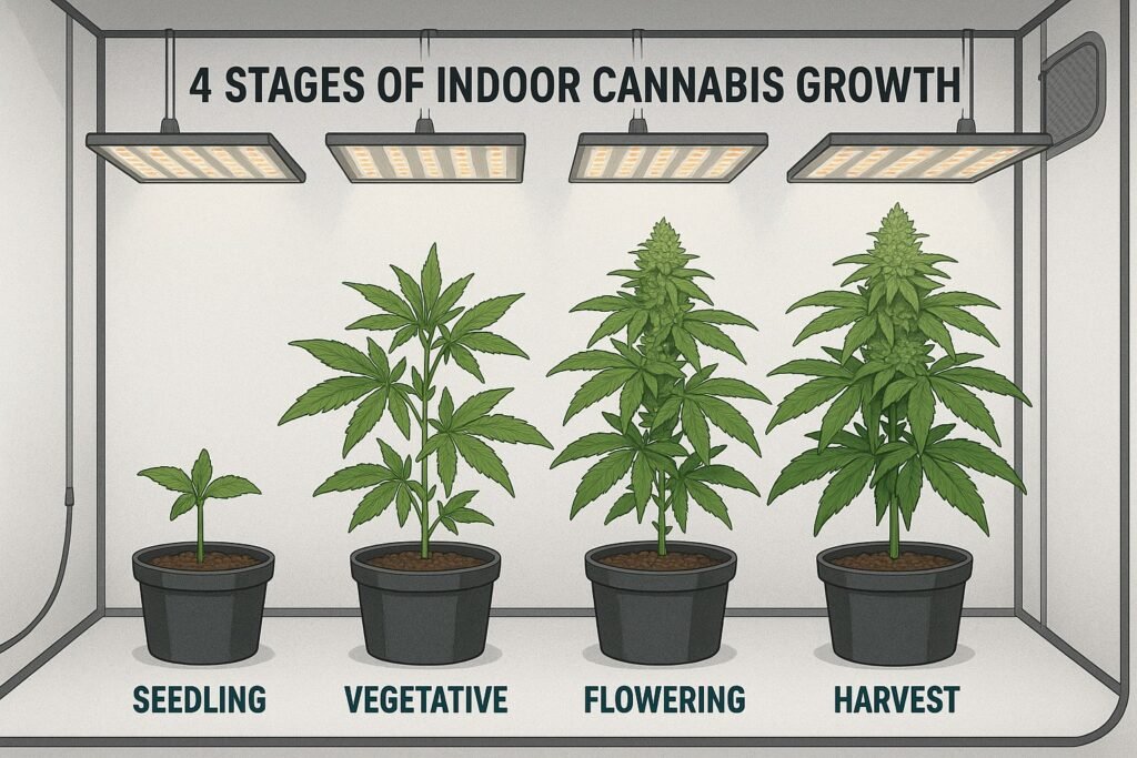 Stages of indoor cannabis growing