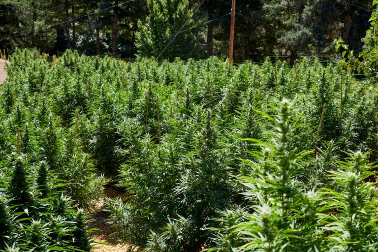When to Plant Cannabis