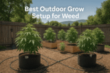 Best Outdoor Grow Setup: A Complete Guide to Growing Weed Outdoors