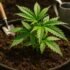 Homegrown Weed: A Complete Beginner’s Guide to Growing Cannabis at Home