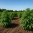 Super Soil for Weed – The Ultimate Guide for Organic Cannabis Growing