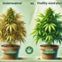Best Feminized Seeds for Outdoor Growing: Top Strains for High-Yield Outdoor Harvests