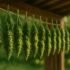Hidden Outdoor Grow: How to Secretly Grow Weed Outdoors Without Getting Caught