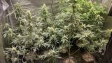 Growing Cannabis in 1 Gallon Pots: Can You Really Grow Weed in Small Containers?