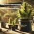 Living Soil and Weed: Everything You Need to Know for Healthier Cannabis Plants