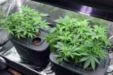 How to Grow Hydro Weed Plants Indoors: Complete Hydroponic Cannabis Setup Guide