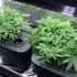 Growing Cannabis in 1 Gallon Pots: Can You Really Grow Weed in Small Containers?