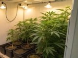How to Grow Weed Inside a Closet (Complete Beginner’s Guide)
