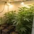 Growing Cannabis in 1 Gallon Pots: Can You Really Grow Weed in Small Containers?