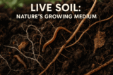 What Is Live Soil? A Complete Guide to Living Soil for Organic Gardening