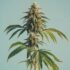 When to Plant Cannabis: The Best Time for Outdoor & Indoor Growing