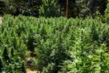 When to Plant Cannabis: The Best Time for Outdoor & Indoor Growing
