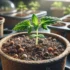 Germinate Weed Seeds in Water: Easy Method That Actually Works